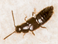 Atheta nigra